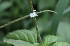 Stachytarpheta cayennensis